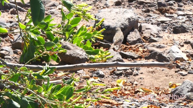 Berthelot's Pipit - ML623668493
