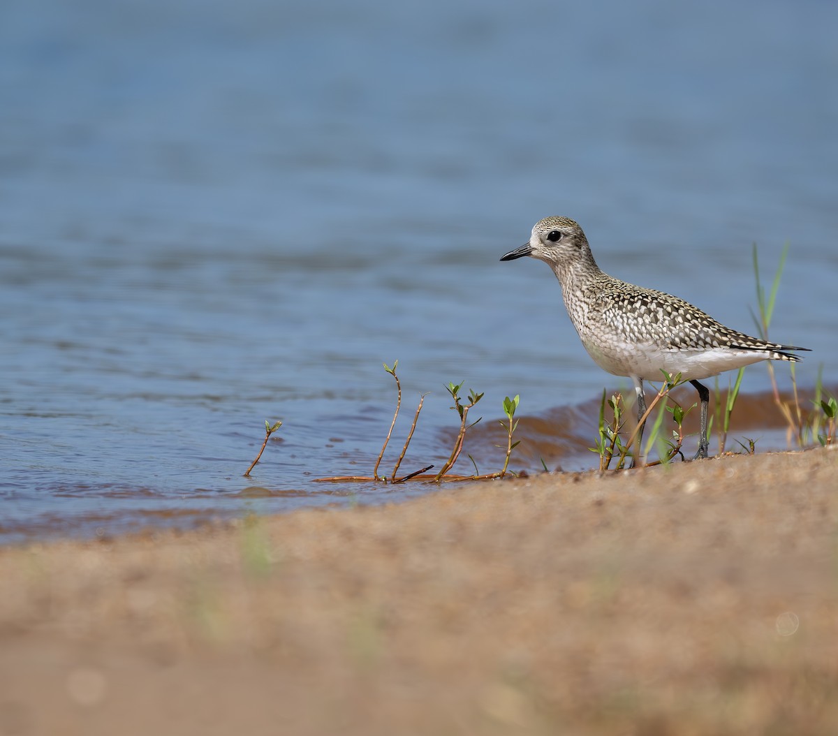 Black-bellied Plover - ML623668507