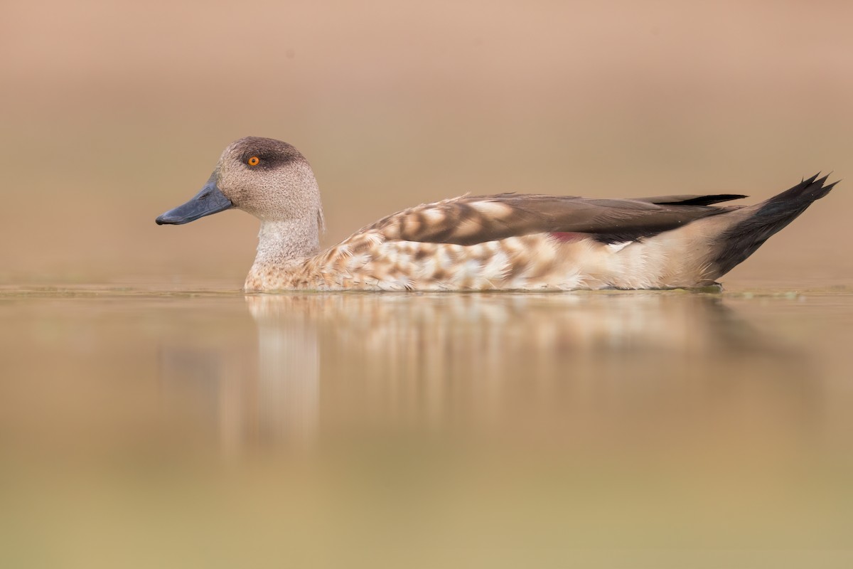 Crested Duck - ML623668511