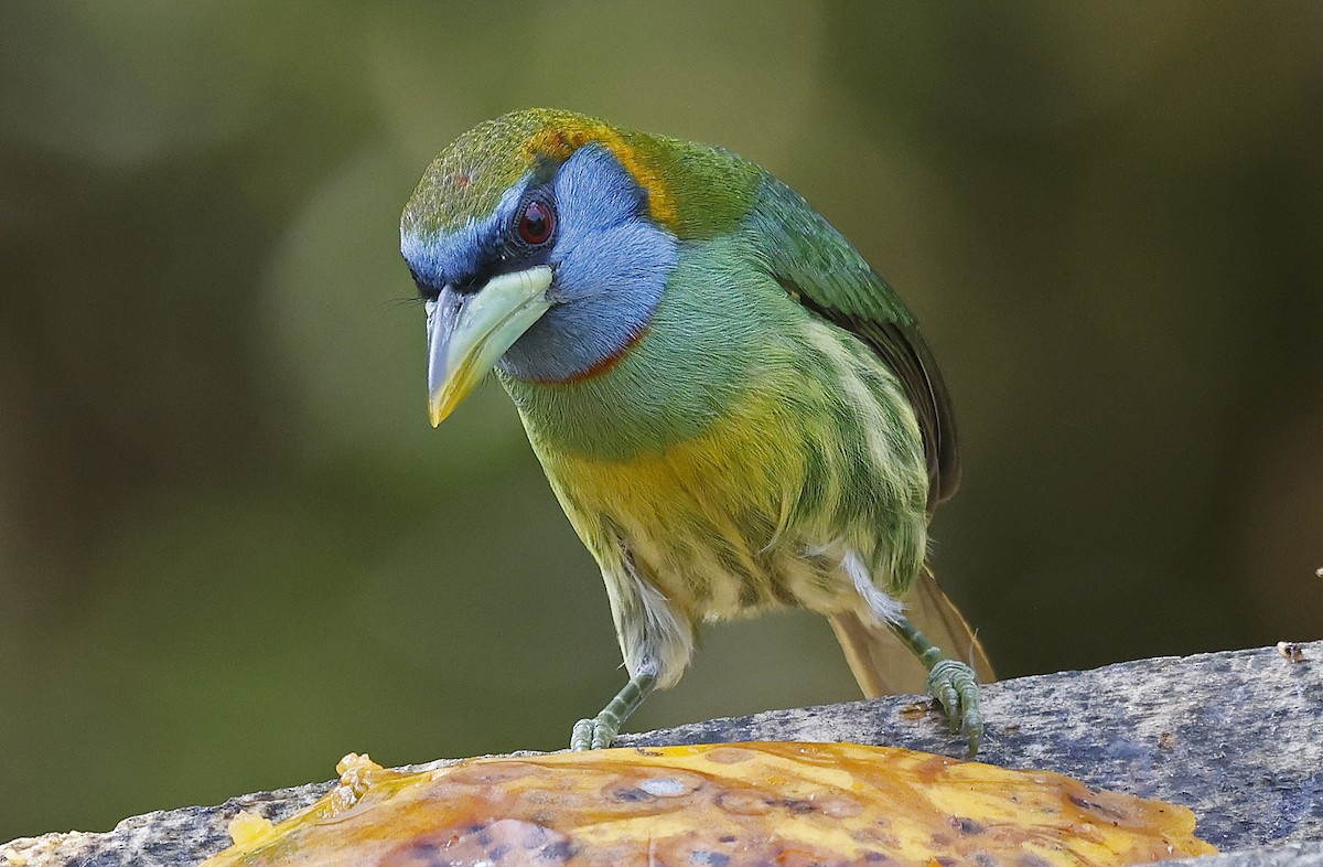 Çok Renkli Barbet - ML623668548