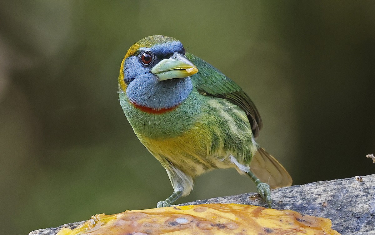 Çok Renkli Barbet - ML623668551