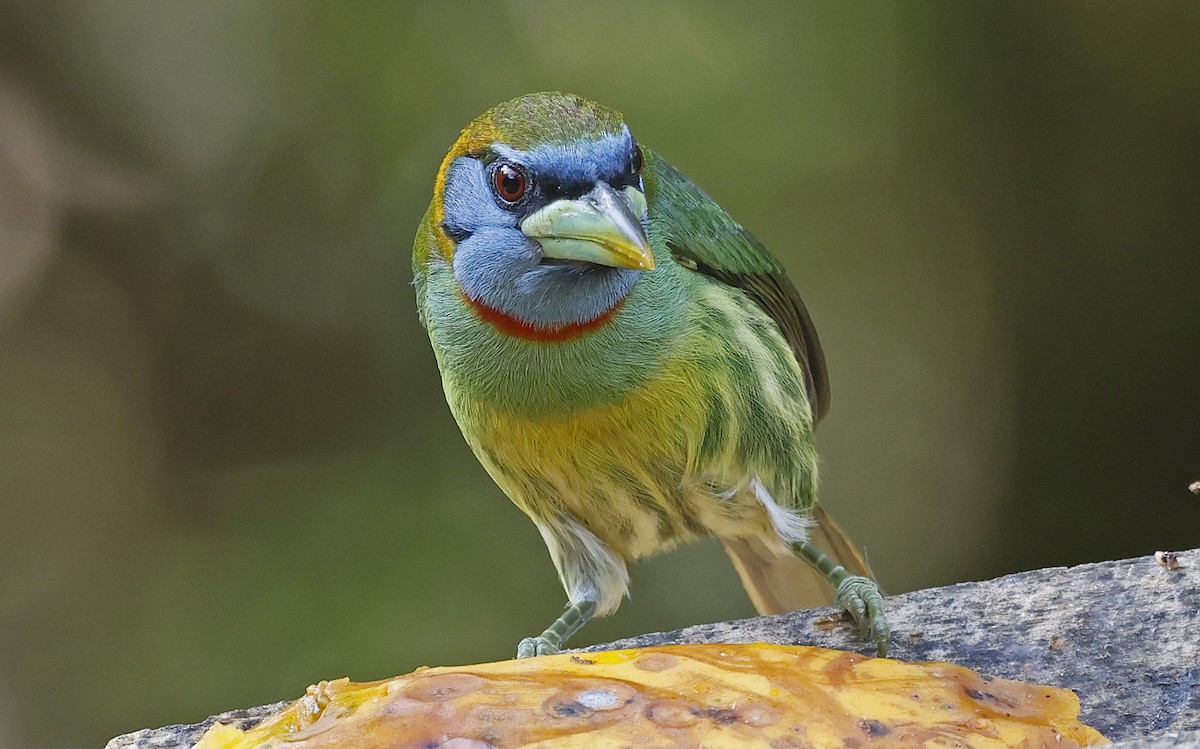 Çok Renkli Barbet - ML623668552