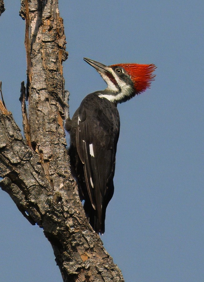 Pileated Woodpecker - ML623668556