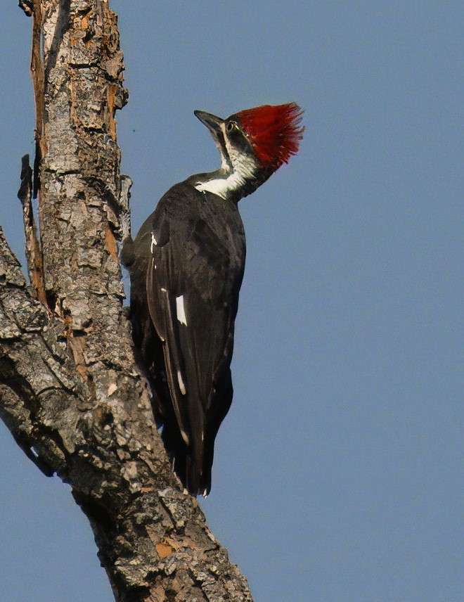 Pileated Woodpecker - ML623668557