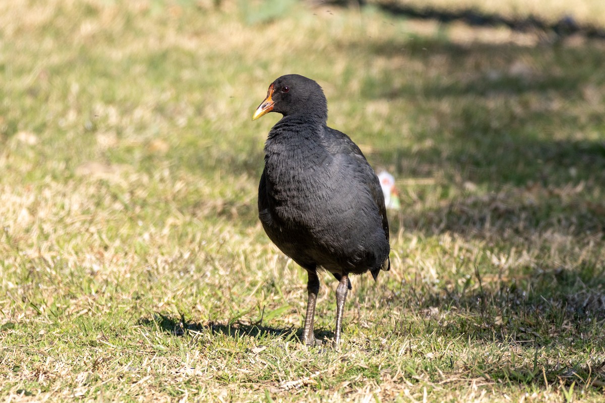 Papuateichhuhn - ML623668573