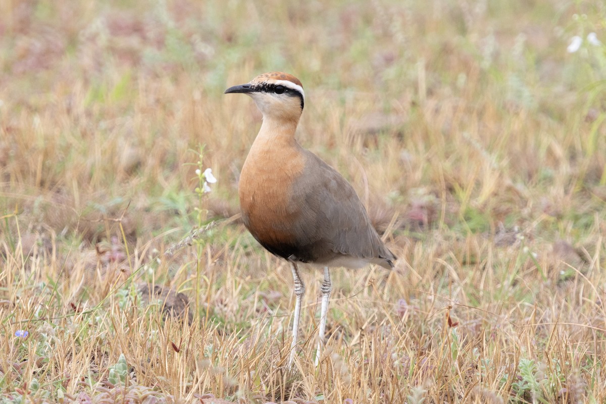 Indian Courser - Prashant Sharma