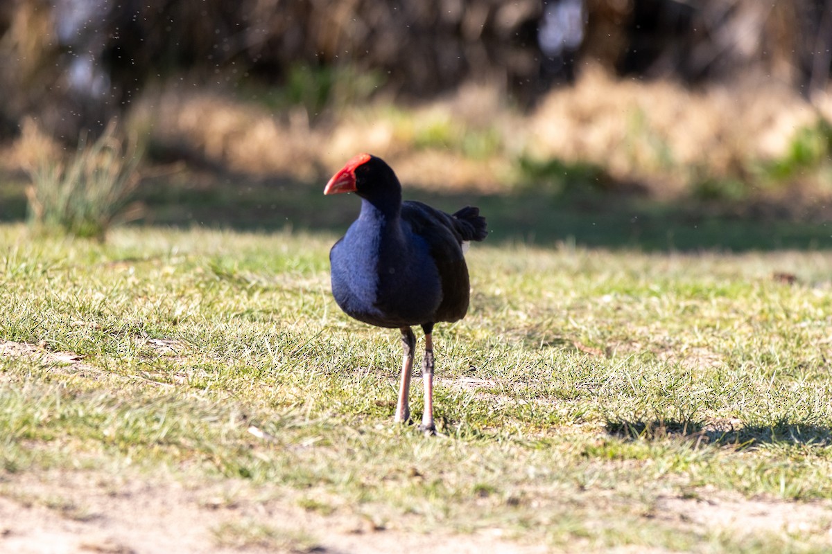 Australasian Swamphen - Greg McLachlan