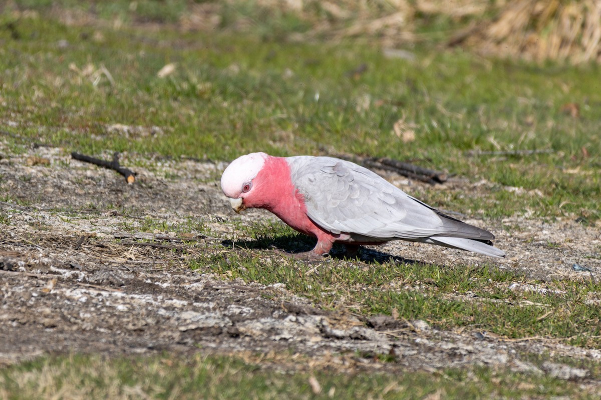 Galah - Greg McLachlan