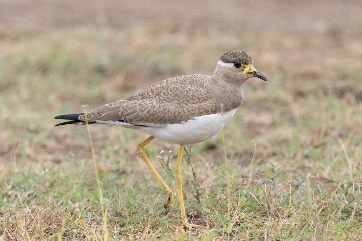 Yellow-wattled Lapwing - ML623668599