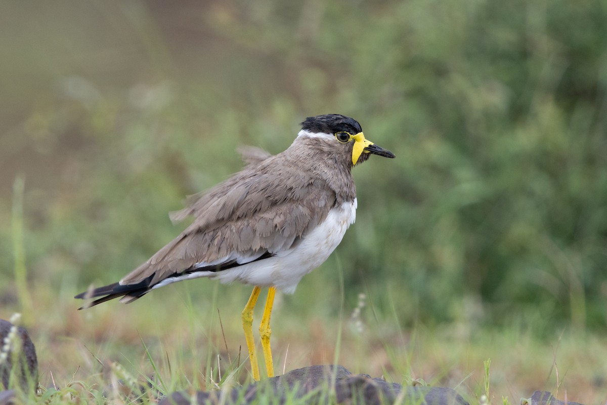 Yellow-wattled Lapwing - ML623668602