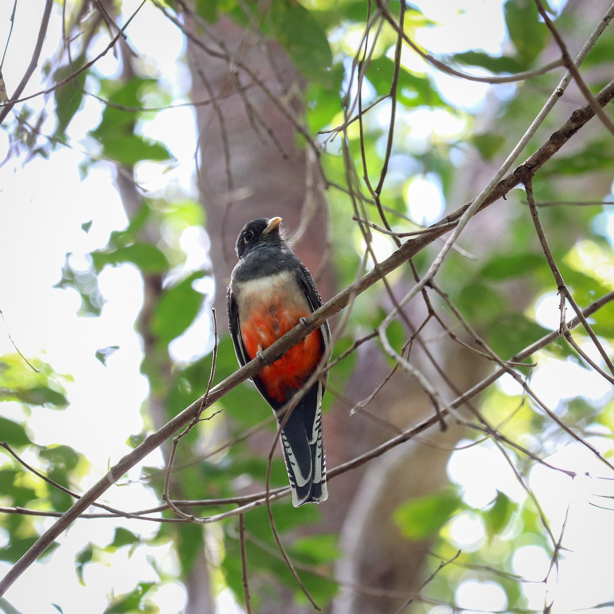 Blue-crowned Trogon - Marco Costa