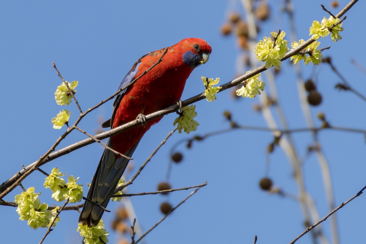 Crimson Rosella (Crimson) - ML623668611