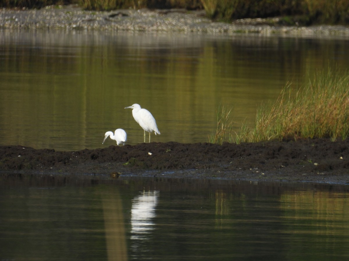 Little Blue Heron - ML623668625