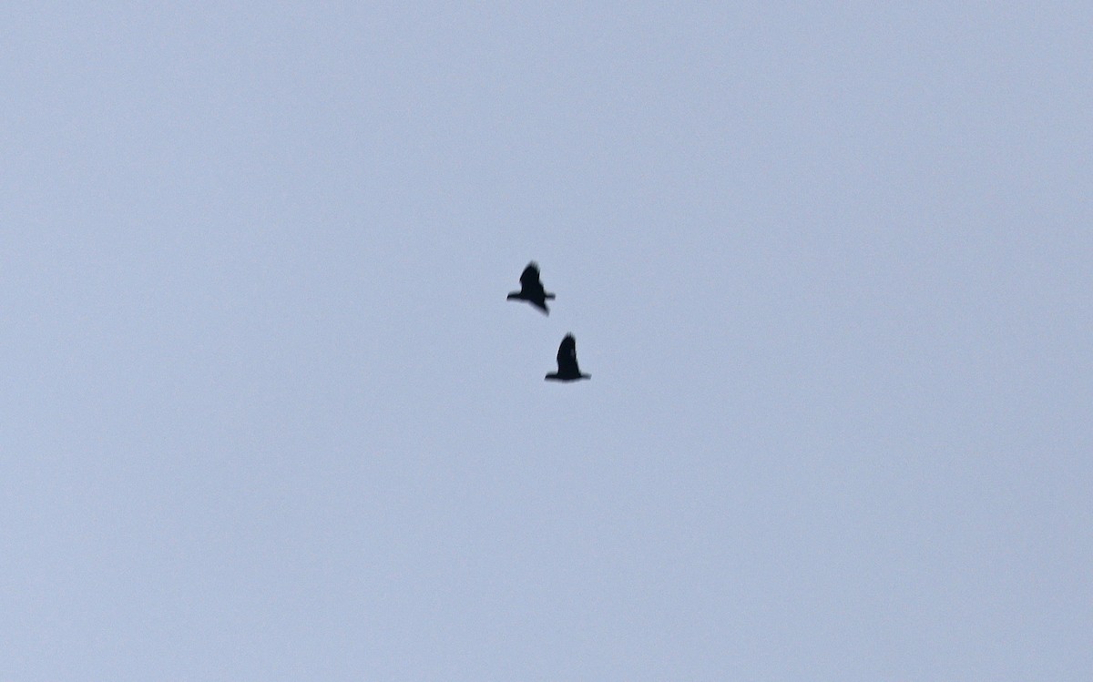 Scaly-naped Amazon - ML623668626