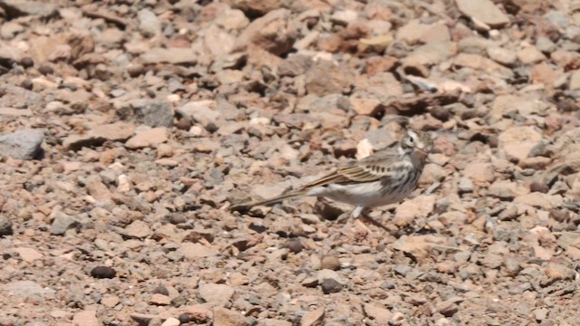 Berthelot's Pipit - ML623668643