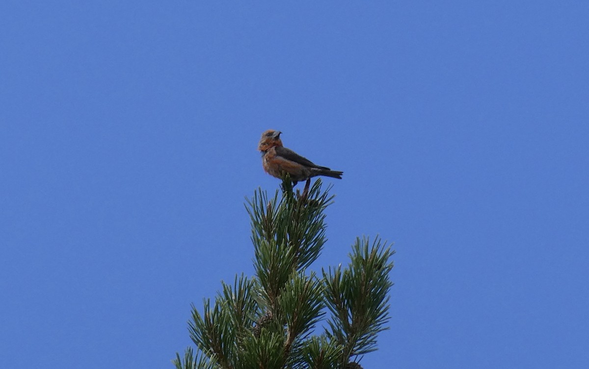 Red Crossbill - Ron Schlegel