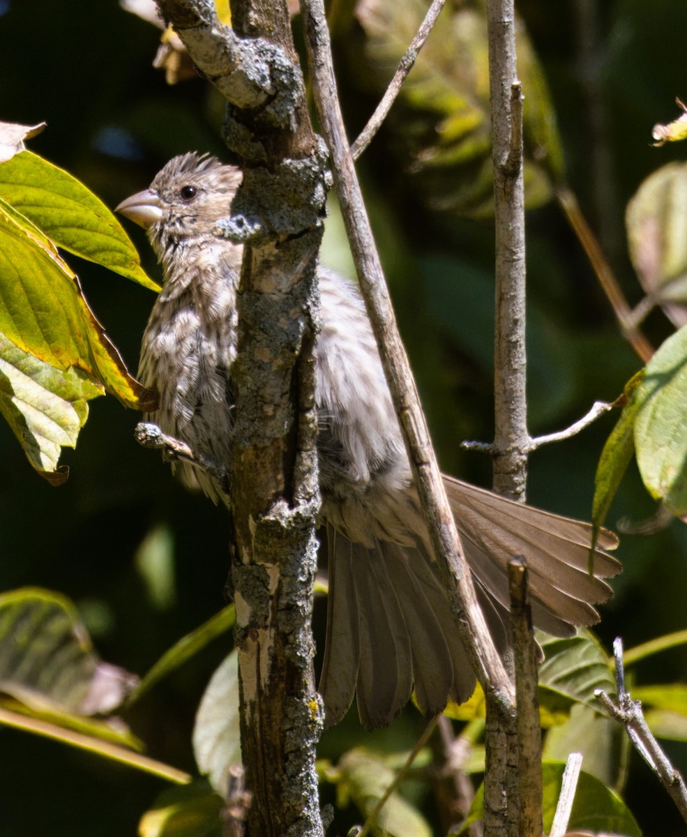 House Finch - ML623668657