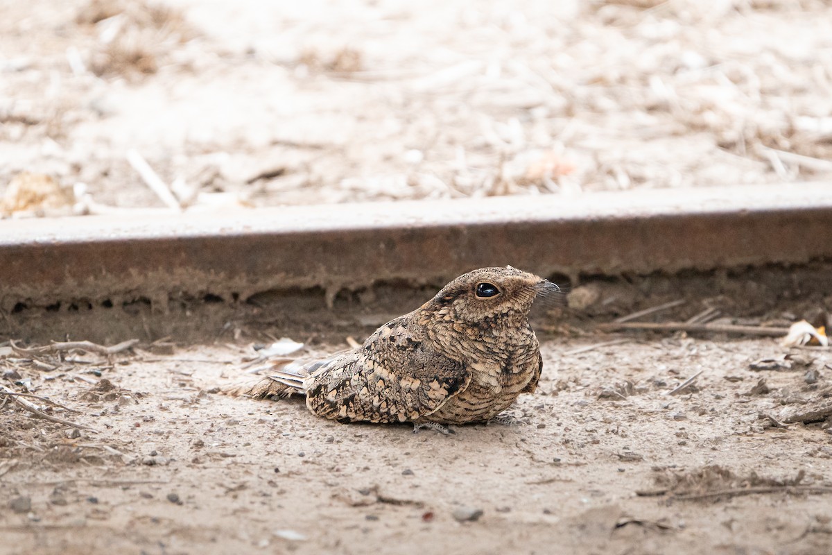 Scissor-tailed Nightjar - ML623668675