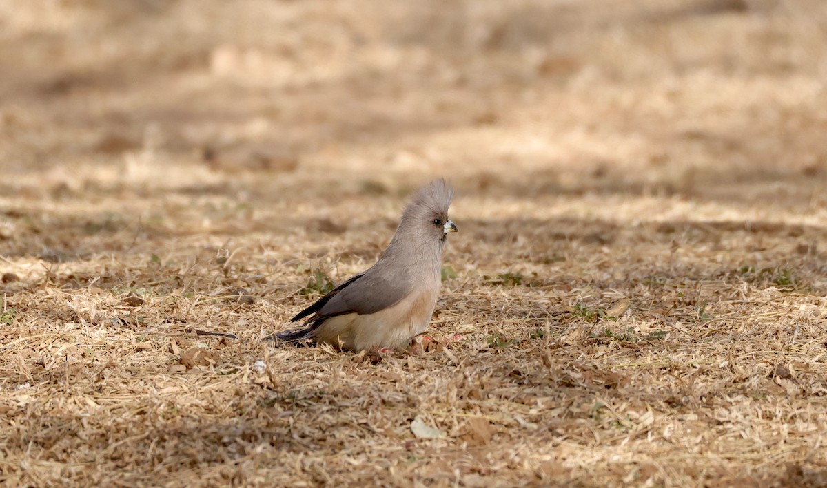 White-backed Mousebird - ML623668684