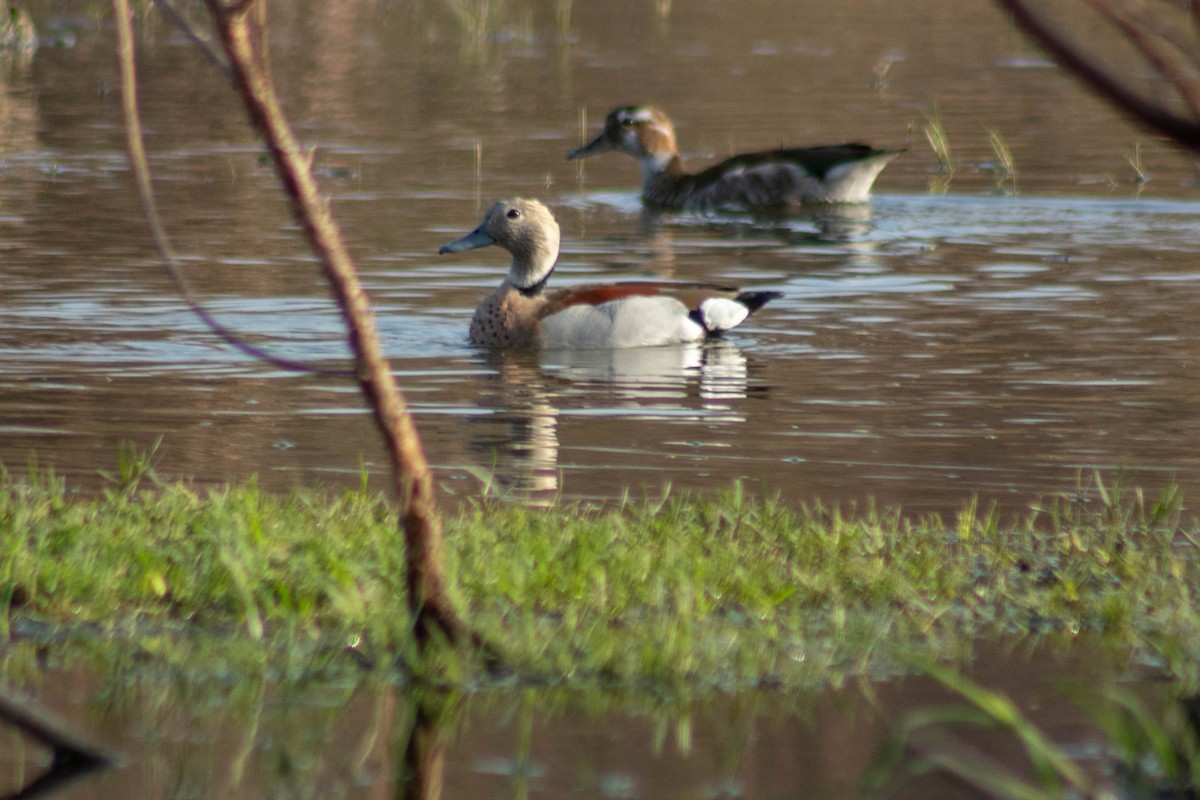 Ringed Teal - ML623668686