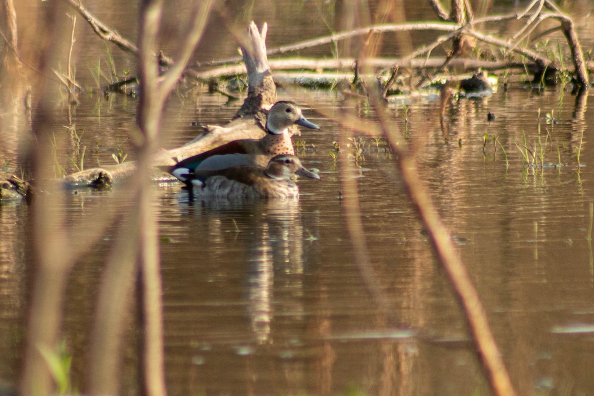 Ringed Teal - ML623668687