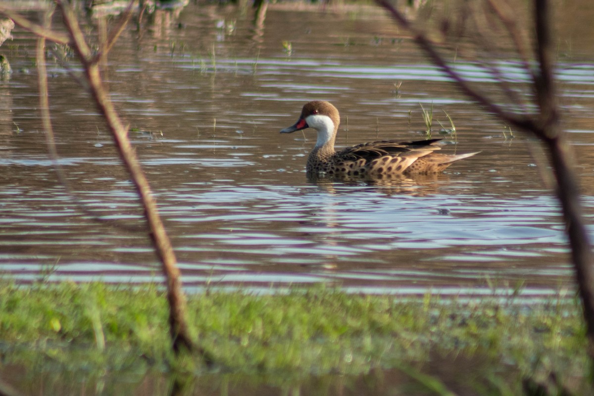 White-cheeked Pintail - ML623668689