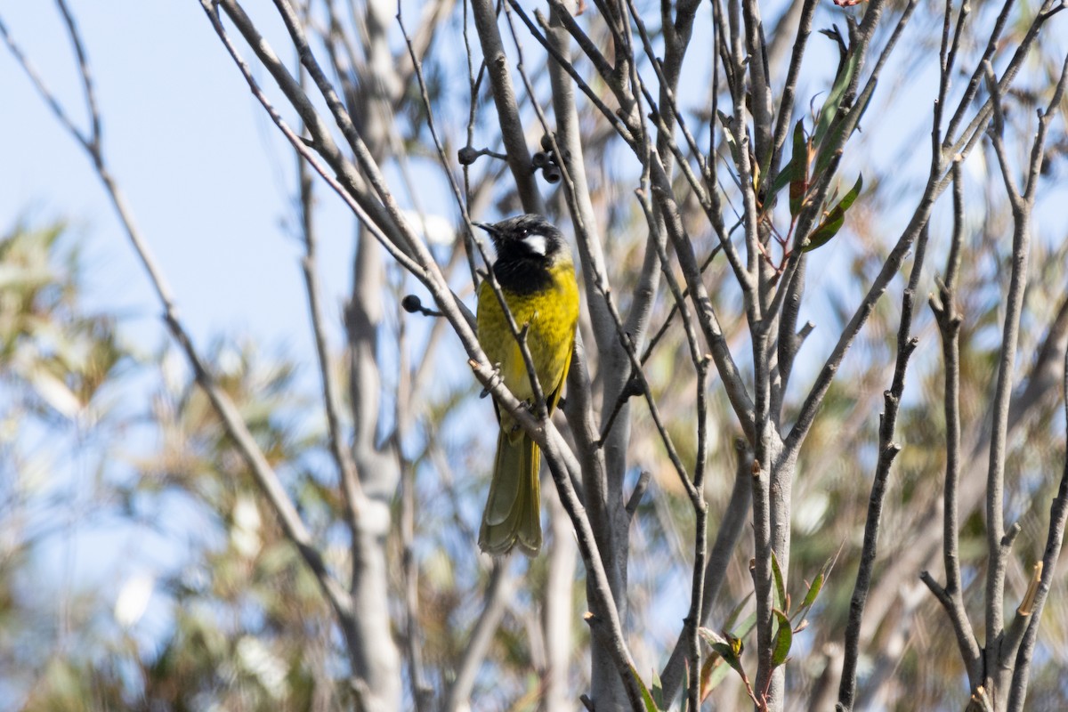 White-eared Honeyeater - Greg McLachlan