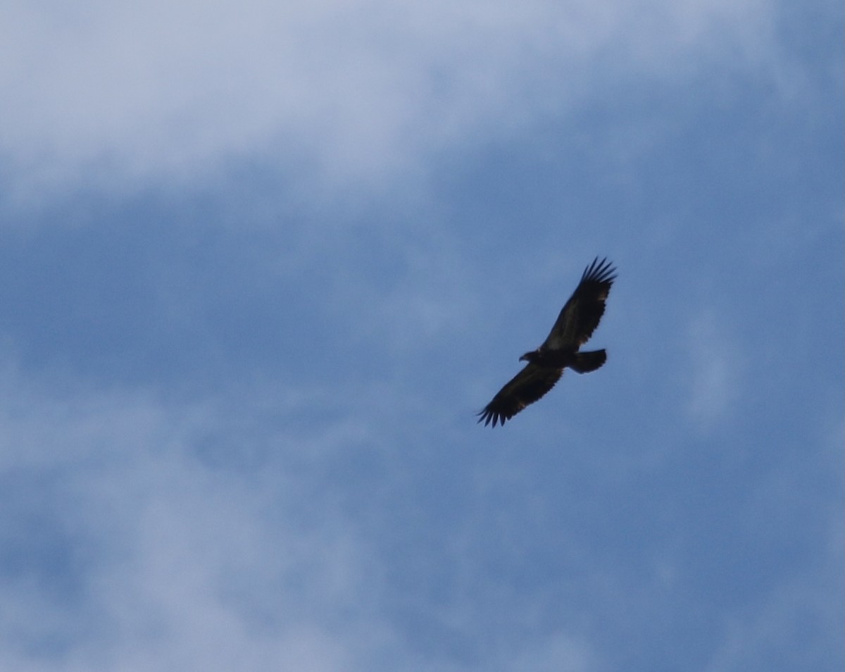 Bald Eagle - ML623668702