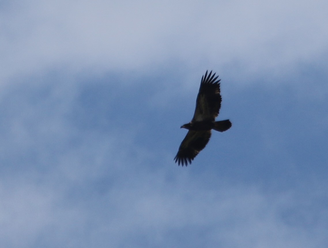 Bald Eagle - ML623668704