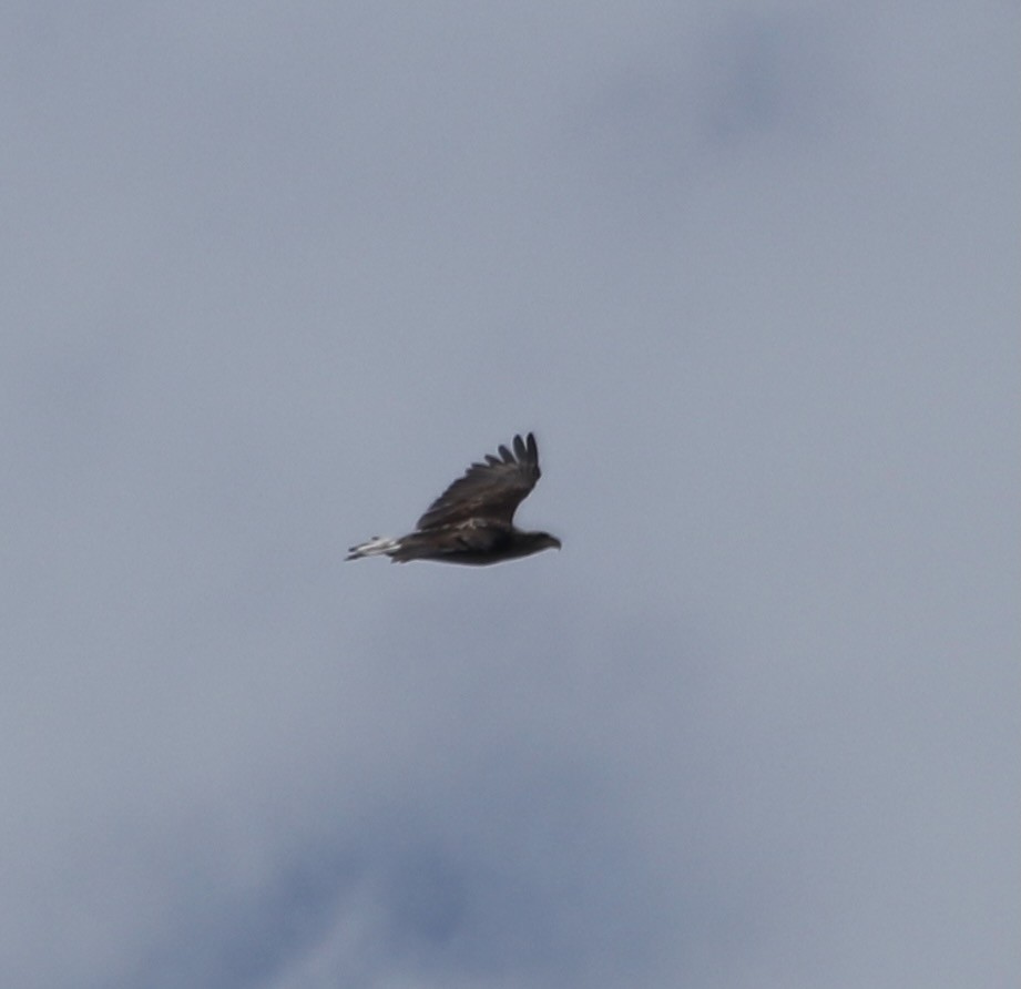 Bald Eagle - ML623668706