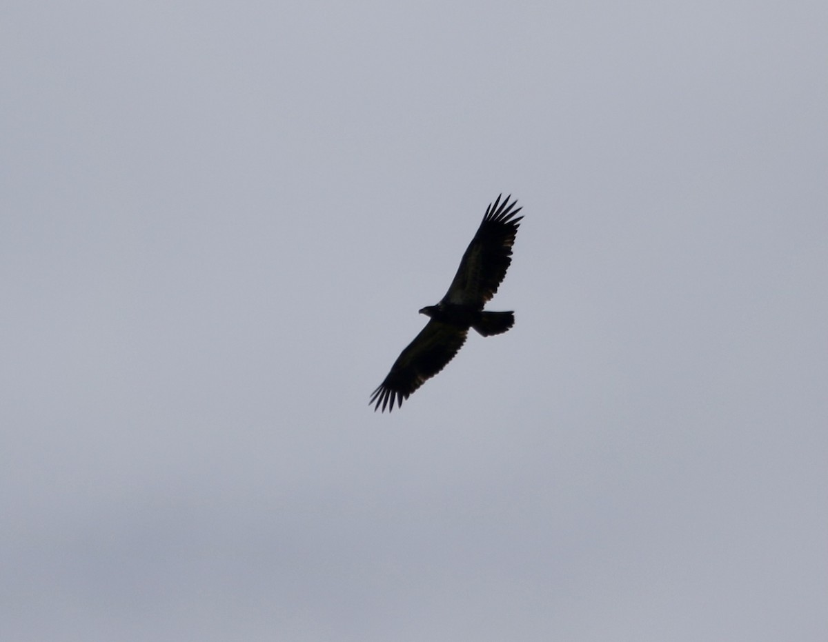 Bald Eagle - ML623668709