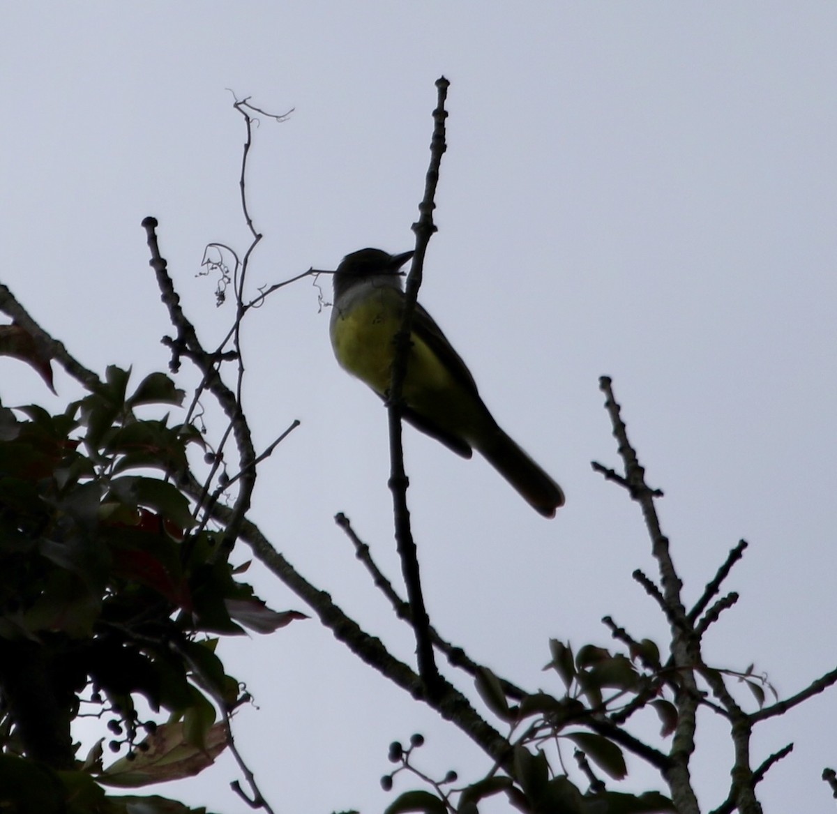 Great Crested Flycatcher - ML623668715