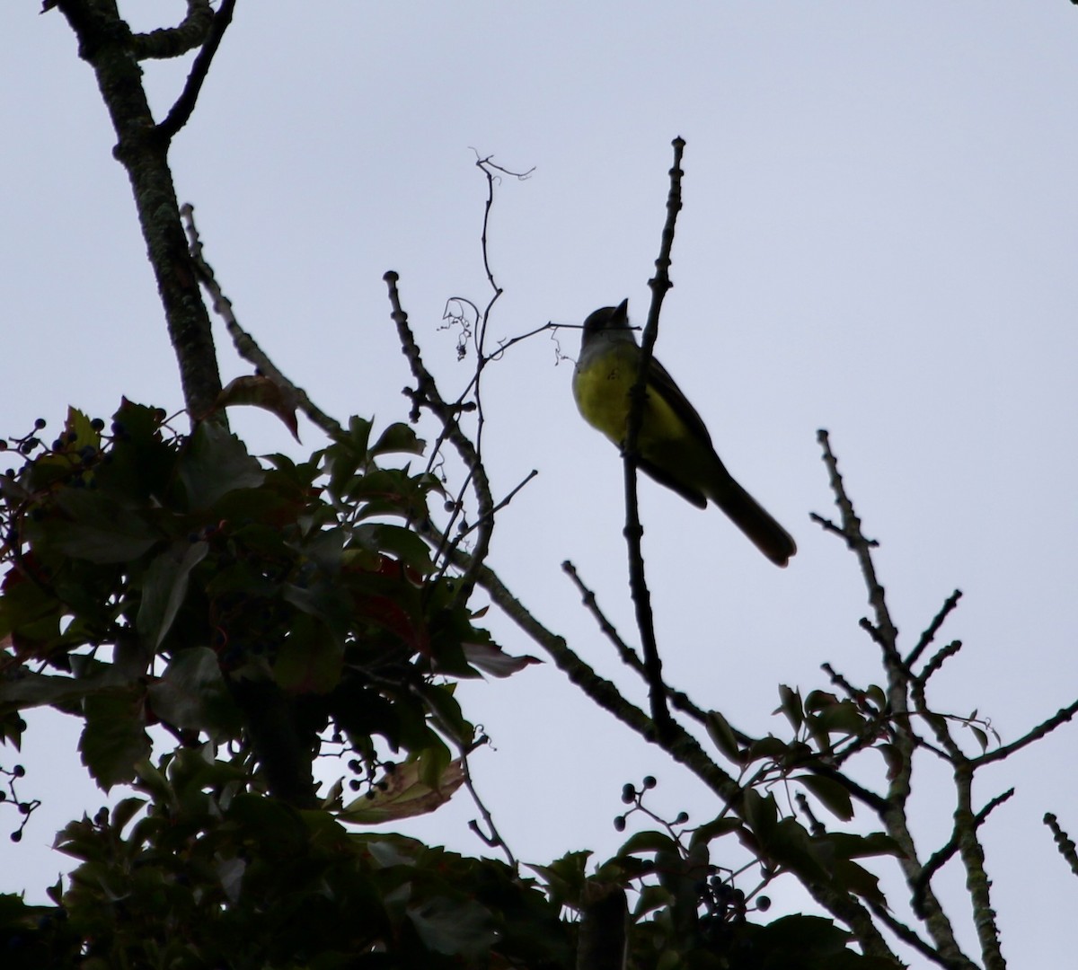 Great Crested Flycatcher - ML623668716