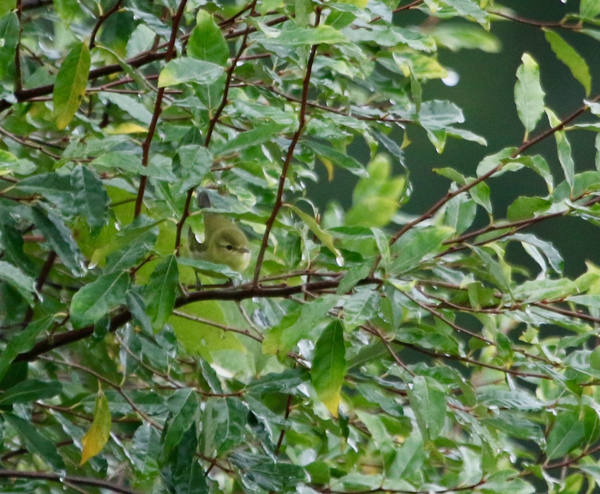 Tennessee Warbler - ML623668724