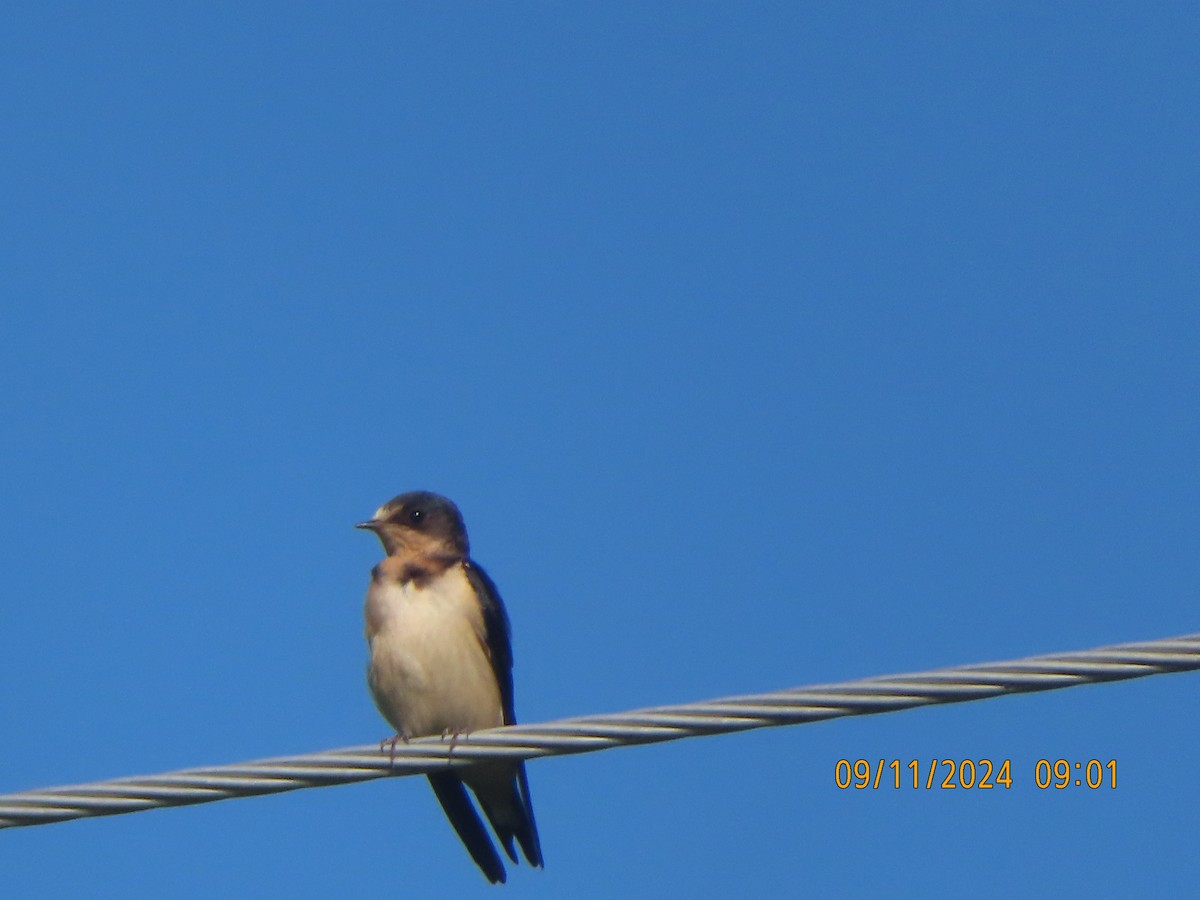 Асрын хараацай - ML623668725