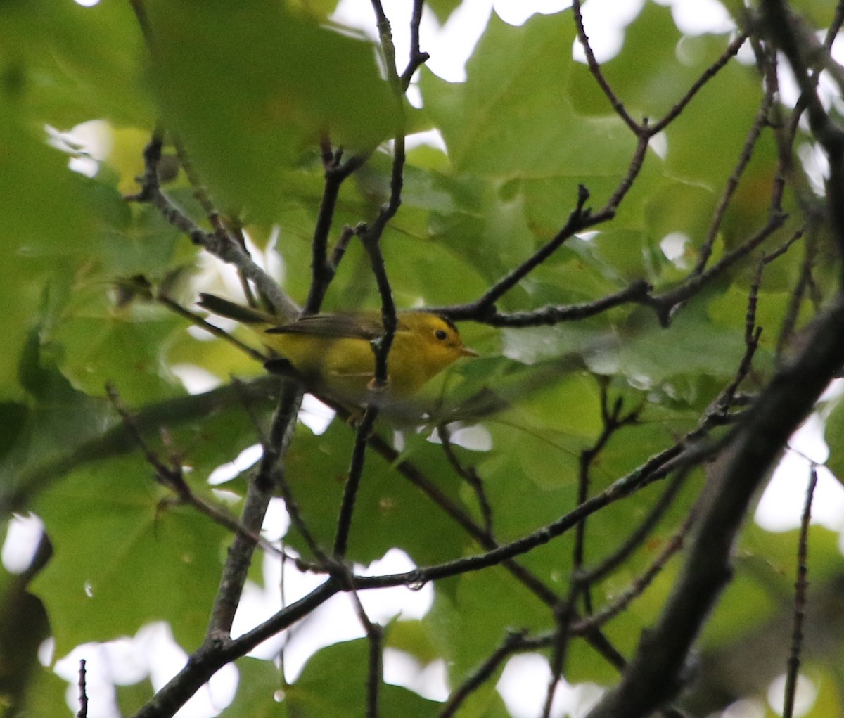 Wilson's Warbler - ML623668735