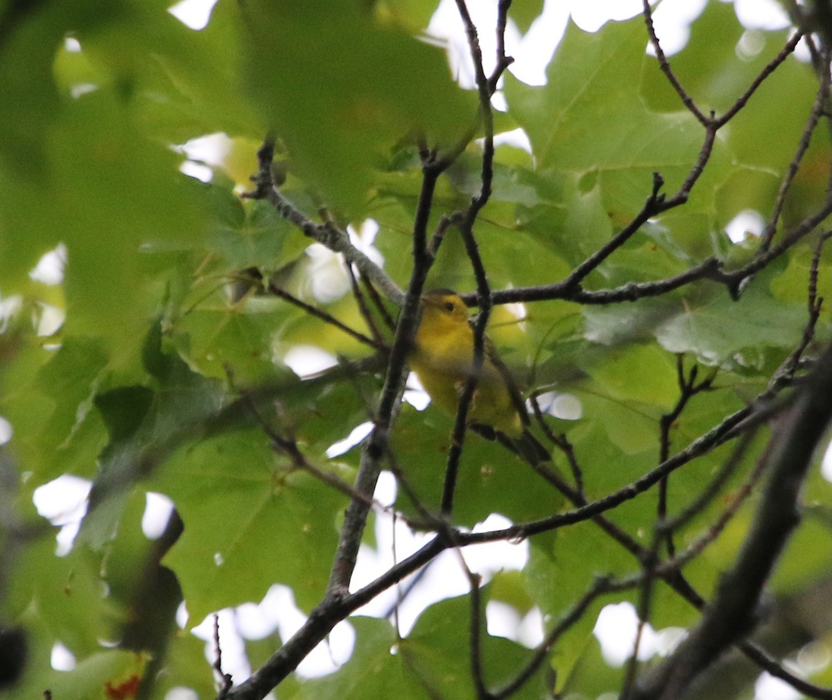 Wilson's Warbler - ML623668736