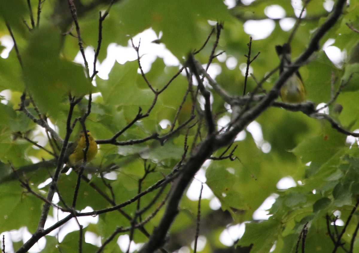 Wilson's Warbler - ML623668737