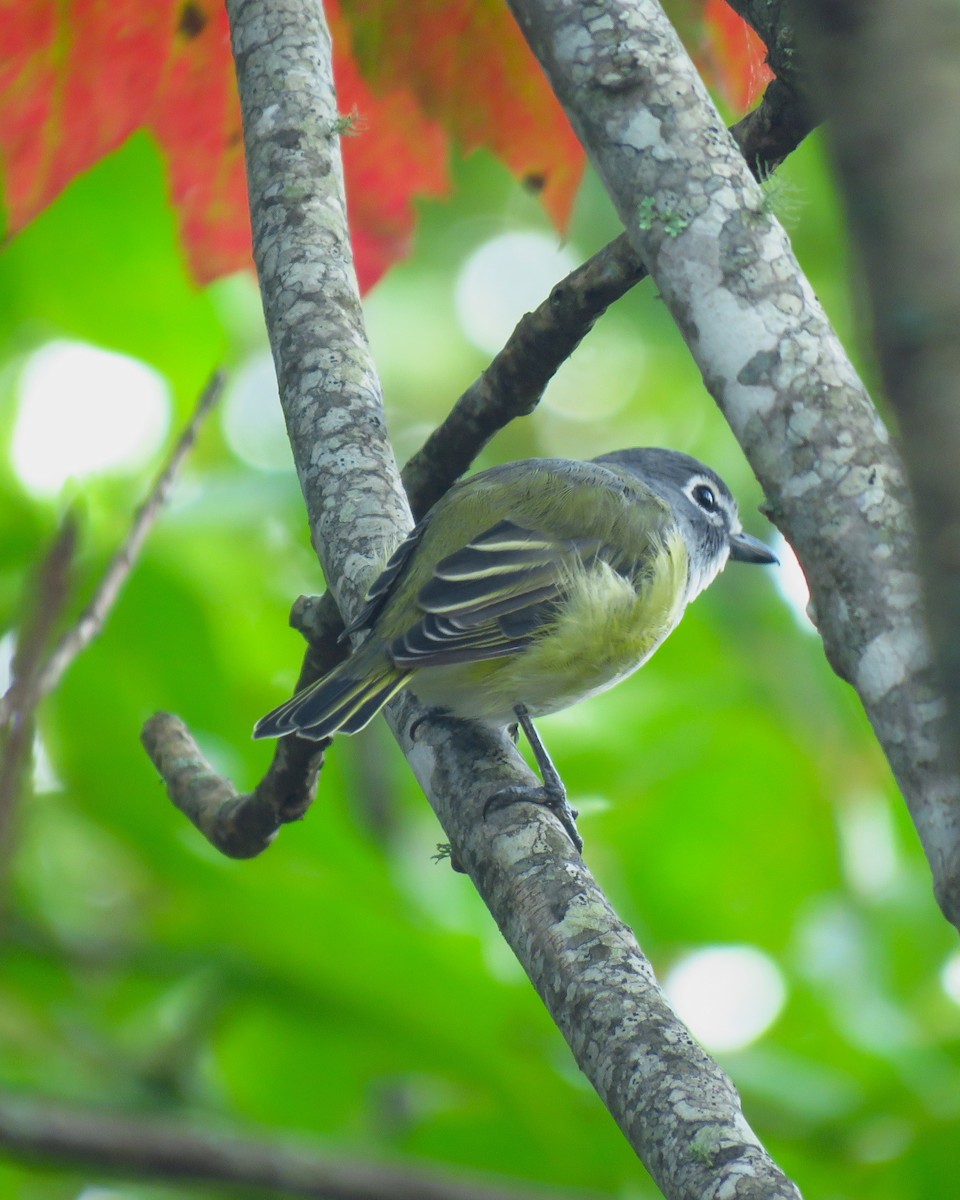 Blue-headed Vireo - ML623668758