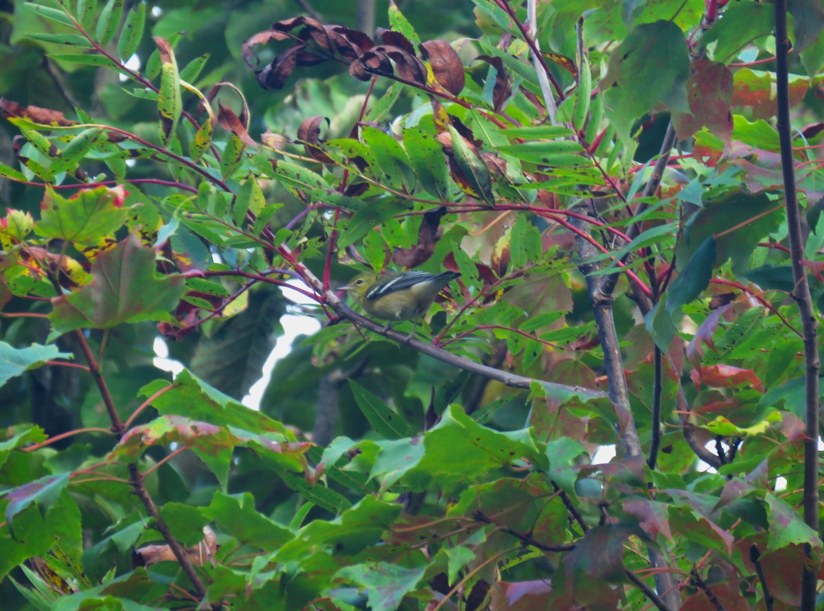 Bay-breasted Warbler - ML623668832