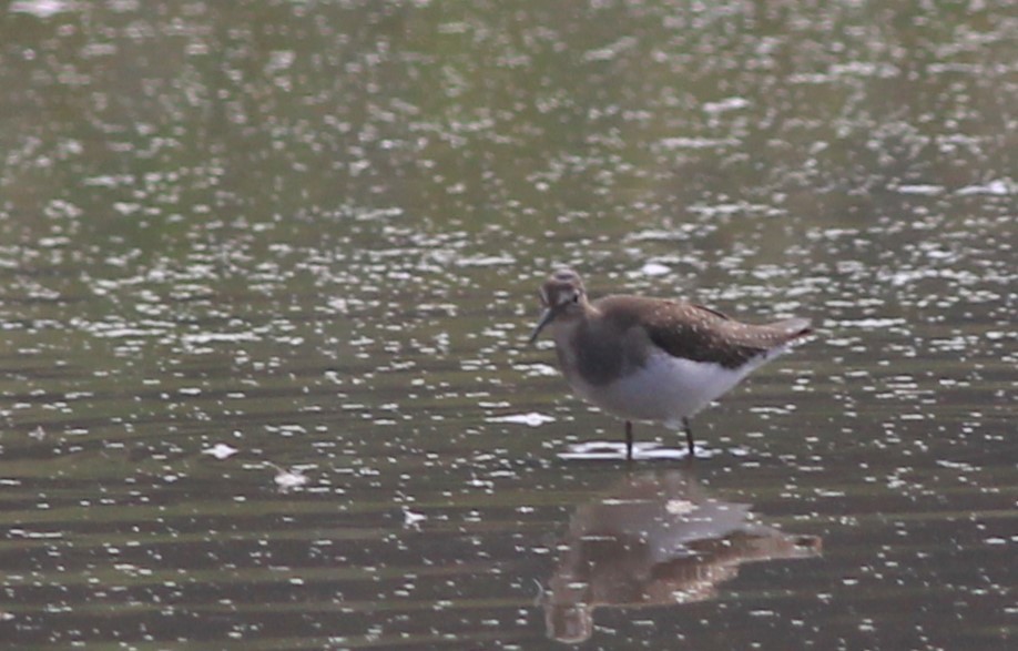 Solitary Sandpiper - ML623668851