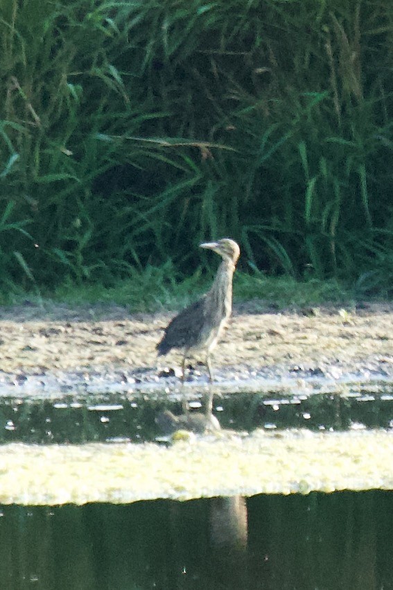 American Bittern - ML623668895