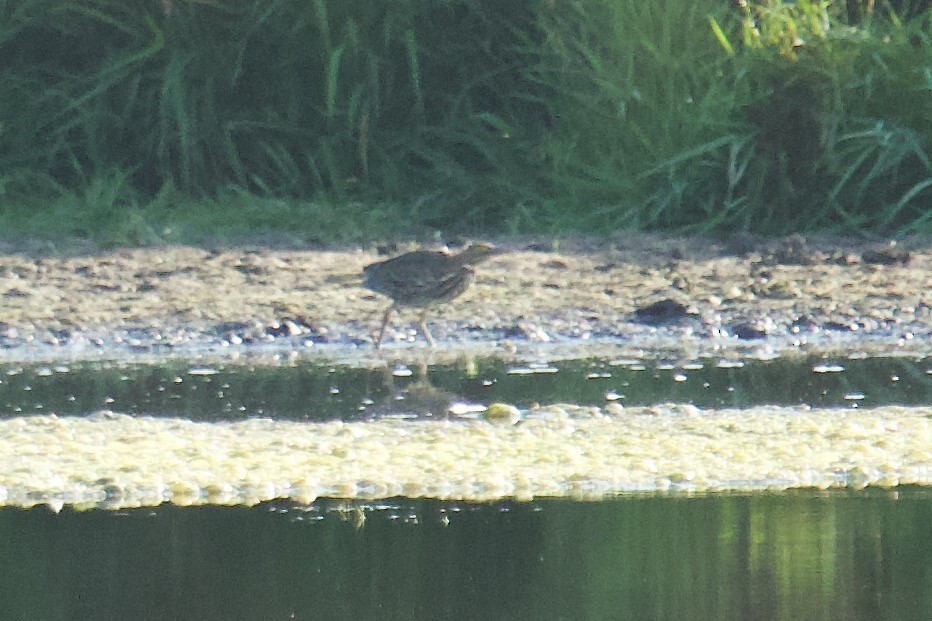 American Bittern - ML623668896