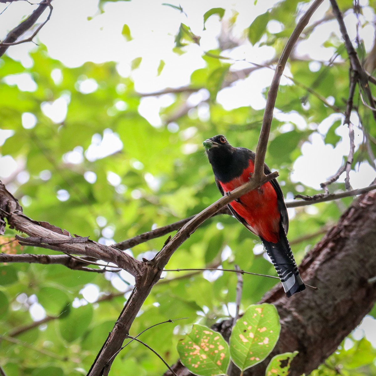 Blauscheiteltrogon - ML623668914