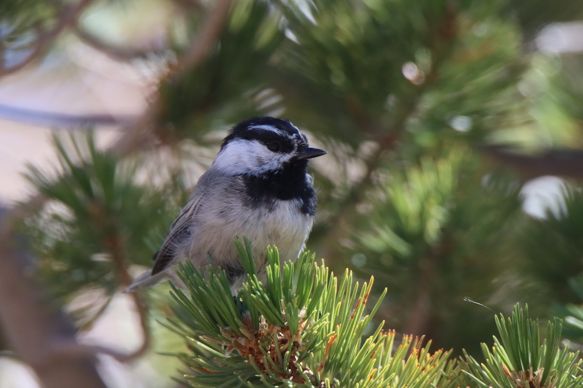Mésange de Gambel - ML623668918