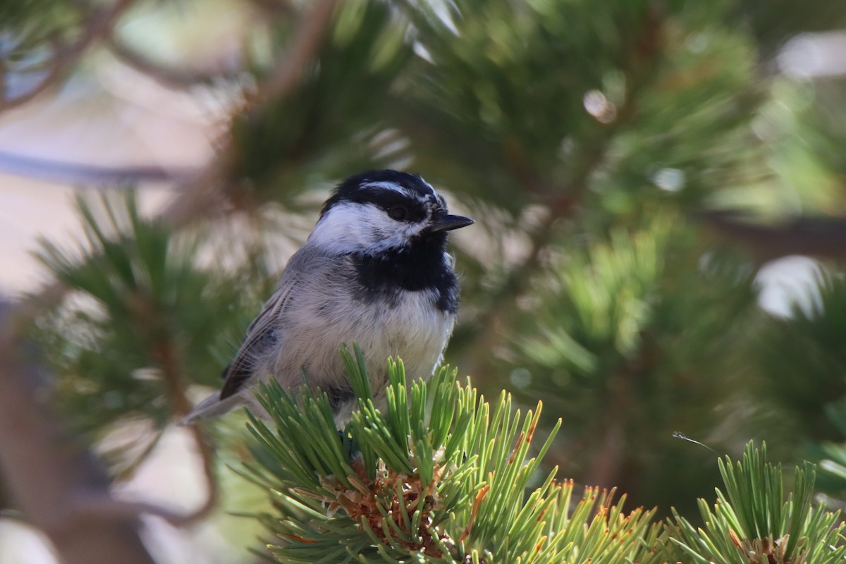 Mountain Chickadee - ML623668918