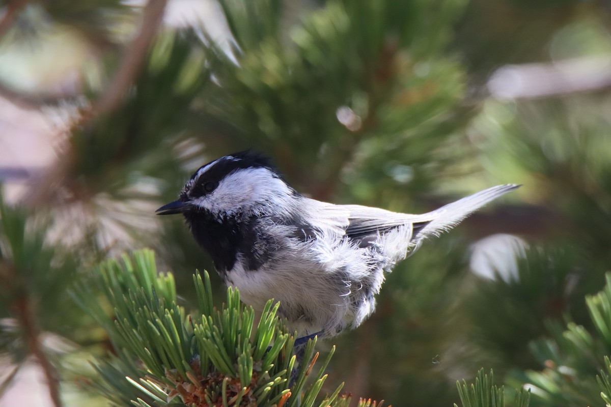 Mountain Chickadee - ML623668919