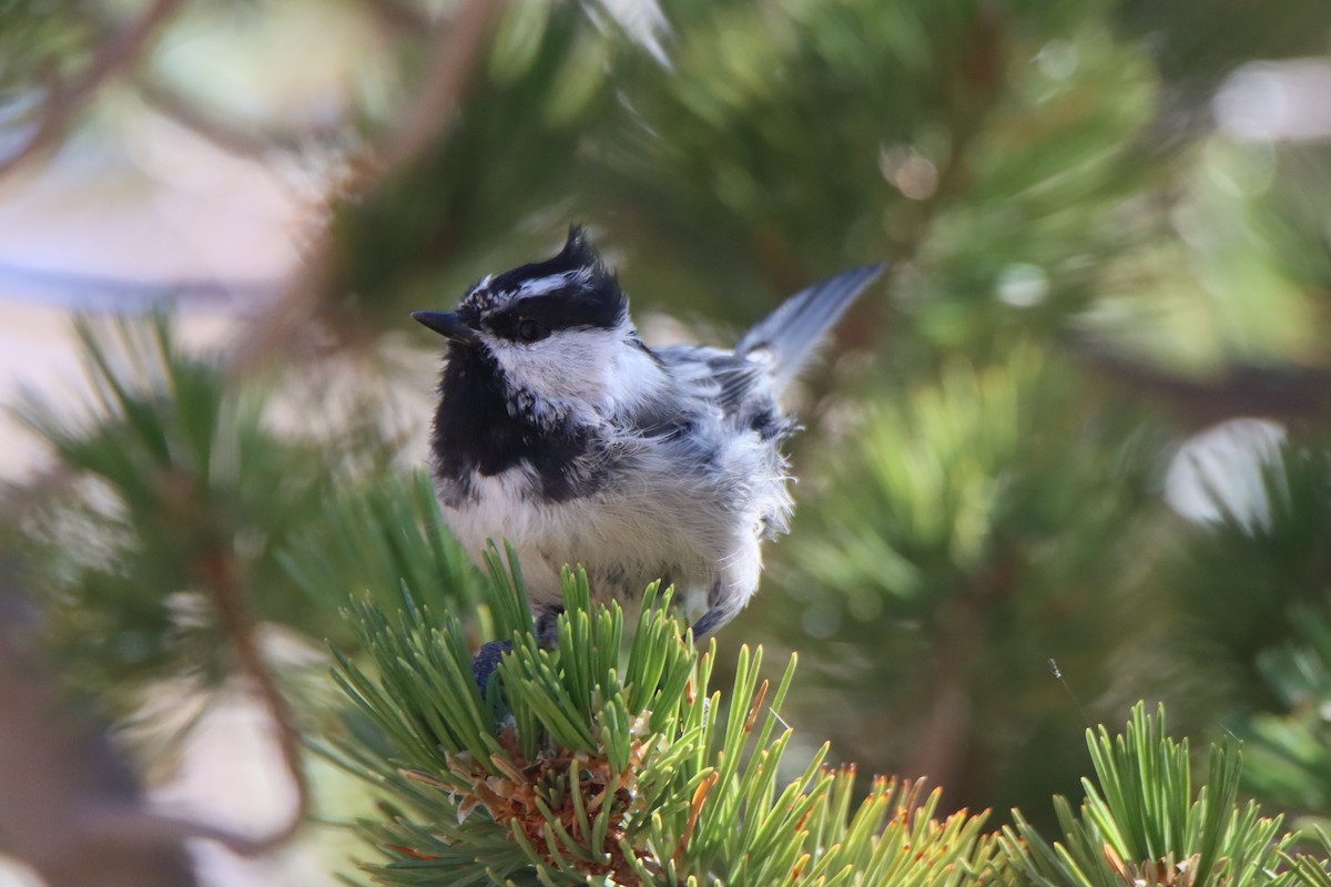 Mountain Chickadee - ML623668921