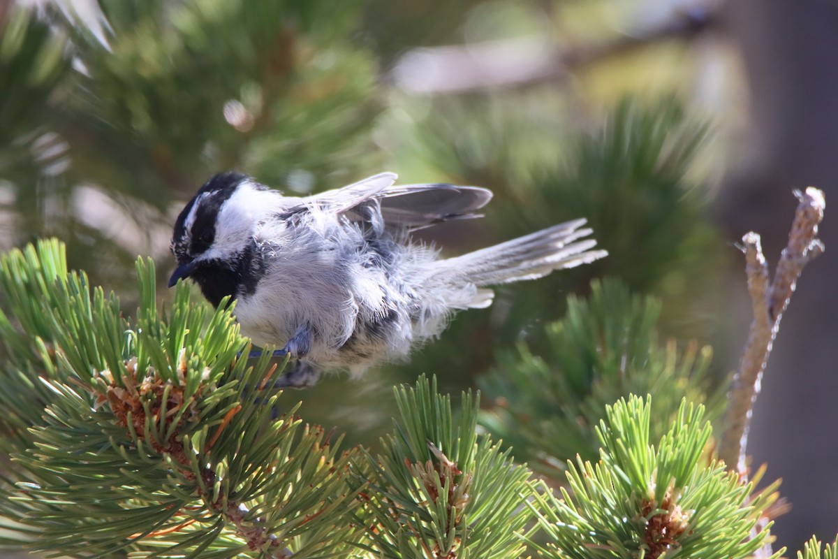 Mountain Chickadee - ML623668922