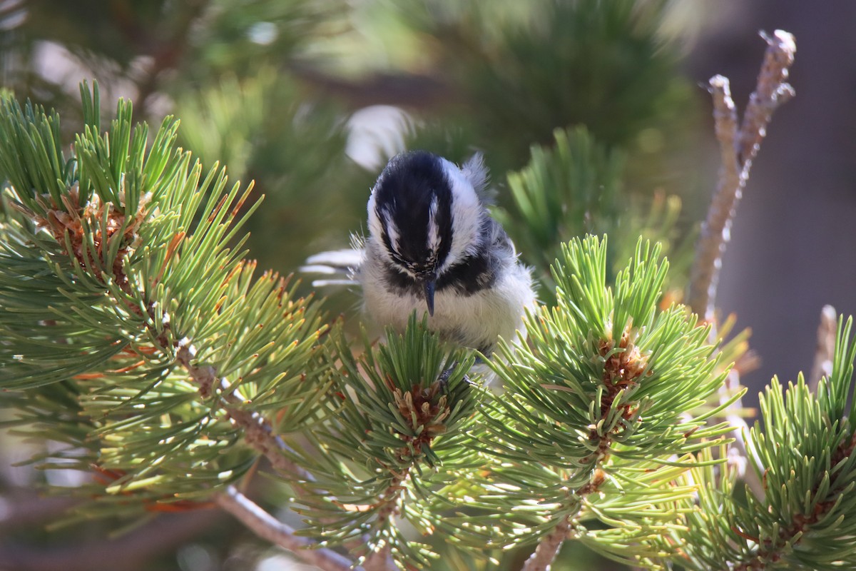 Mountain Chickadee - ML623668923